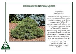 Found as a witches' broom in europe. Picea Abies Mikulosovice Iseli Nursery