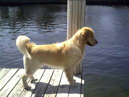 Wonderland S Golden Retrievers Melrose Florida Golden Retriever Puppies Golden Retrievers Breeders