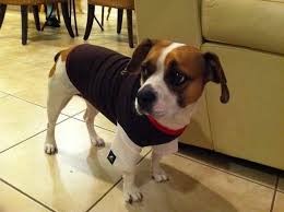 In the nineteenth century, the bulldog was fairly popular in england, especially around nottingham. French Bulldog Beagle Mix Puppies For Sale Petsidi