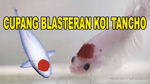 Banyak ikan cupang warna warni berbagai jenis dan harga yang berbeda. Ikan Cupang Blasteran Ikan Koi Tancho Youtube