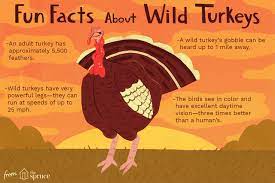 The average weight of a turkey before it's slaughtered has more than doubled since 1930, to more than 30 lbs. Fun Wild Turkey Facts And Trivia