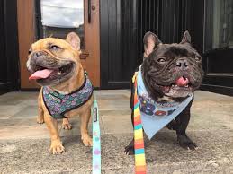 French Bulldog Rescue Network Brachycephalic Airway Syndrome