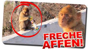 Denn neben den rund 34.000 einwohnern sind es vor allem frei lebende affen , die bei den bekannten felsen von gibraltar ihr. Freche Affen In Gibraltar Youtube