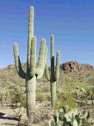 Get the best deals on cacti variegated cactus & succulent plants. Second Hand Large Cactus In Ireland View 37 Bargains