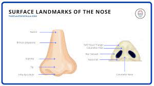 Anatomy of the nose can be assessed in 3 parts. Clinical Anatomy Of The Nose