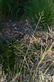 Image result for Sporobolus ioclados