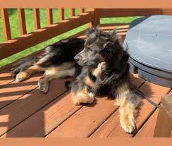 Embark Dog Dna Test Breed Akashi is a name, and i want to find the meaning of this name. embark dog dna test breed