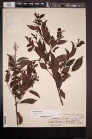 Image result for Embelia libeniana