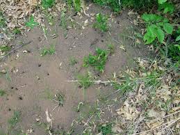 Maybe you would like to learn more about one of these? Ants Umn Extension
