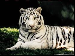 Today, the siegfried & roy brand's remaining link to the public is its secret garden complex, a small zoo on the grounds of the mirage that opened in 1997 while i actually talked roy into using the tiger that would ultimately maul him and end the most successful stage show in the history of las vegas. Siegfried And Roy S Secret Garden And Dolphin Habitat Vegas Com