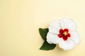 Light causing hibiscus yellow leaves light is another factor associated with the hibiscus and yellow leaves. Beautiful Tropical Hibiscus Flower With Leaves On Light Yellow Background Top View Space For Text Plant Oriental Stock Photo 323094704