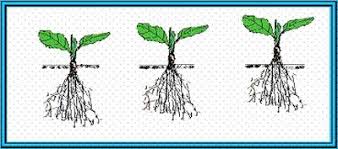 Cilek Yetistiriciligi 1
