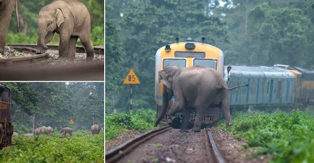 Elephants in heavy field battery frightened by train