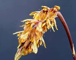 Image result for Bulbophyllum burttii