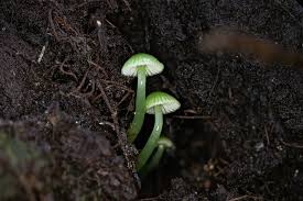 Image result for Ozoroa viridis