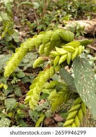 Image result for Flemingia