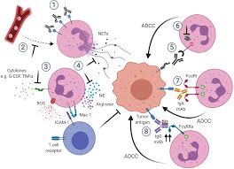 Hunter morel, lori jayne morel, louis lester morel. Frontiers Plasticity In Pro And Anti Tumor Activity Of Neutrophils Shifting The Balance Immunology