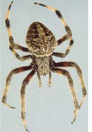These micro apartments barely have enough spac. 17 New York Spiders That Will Make Your Skin Crawl Newyorkupstate Com