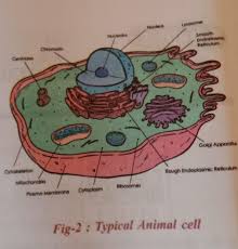 2.3.2 annotate the diagram from 2.3.1 with the functions of each named structure. Draw The Typical Animal Cell And Label Its Parts Brainly In