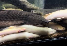 Image result for Lepidagathis randii