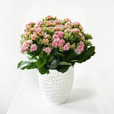 Image result for Kalanchoe dyeri