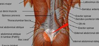 Lower Back Muscles In Skateboarding Importance And Exercises The Urban Surfer Blog