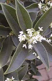 Image result for Oleaceae