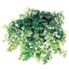 Lipstick Plant Lipstick Plant Plants Hanging Plants