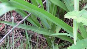 Image result for Chlorophytum krookianum