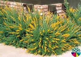 Cytisus Orange Variety Bushes And Shrubs Outdoor Landscaping Backyard Landscaping