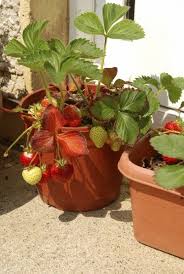 What is the best strawberry plant? Container Gardening Strawberries Care Of Strawberry Plants In Pots