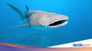 Akhir cerita nabi yunus ditelan ikan dan dalam perut sang ikan nabi yunus mengucapkan doa. Kisah Nabi Yunus Yang Ditelan Ikan Paus Dan Hikmahnya