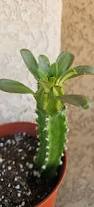 Image result for Euphorbia griseola