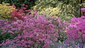 The white azalea plant is often grown in the eastern united states and requires more shade than most azaleas. Daran Erkennt Man Japanische Azaleen Und Gartenazaleen Wohnen