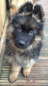 My King 9 Week Old Long Coat Puppy Uk Dog Lovers German Shepherd Photos Shepherd Puppies