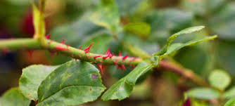 Rose plants grew these thorns as a defense mechanism to keep creatures from eating them. Plant Dangers In The Garden And Countryside Gardeners Corner The Friendly Gardening Forum