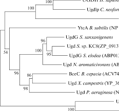 Maybe you would like to learn more about one of these? Phylogenetic Tree Based On The Multiple Sequence Alignment Analysis Of Download Scientific Diagram