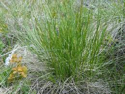 Image result for Festuca