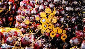Kelapa sawit adalah jenis tumbuhan yang termasuk dalam genus elaeis dan ordo arecaceae. Mekanisasi Pertanian Traktor Angkut Tbs Sawit Jauhar Hidro Mekatron
