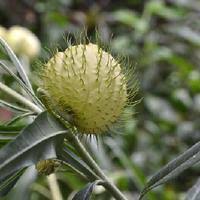 Image result for Gomphocarpus semilunatus