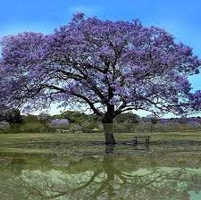 Traducir jacarandá significado jacarandá traducción de jacarandá. Jacaranda Mimoso Startseite Facebook