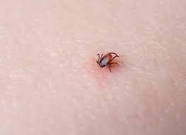 Tbe är en hjärninflammation som sprids via fästingar. Fastingvaccin Vaccin Mot Tbe Fsme Encepur