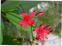 Image result for Anisotes