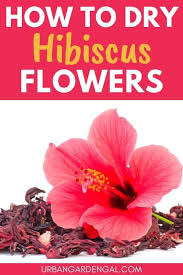 While you can steep the flowers in boiling hot water for a few minutes to make tea (and chill it to make iced tea), this method allows you to enjoy the full flavor of hibiscus. How To Dry Hibiscus Flowers Urban Garden Gal