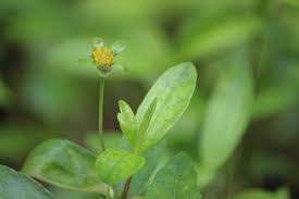 Image result for Sopubia ramosa