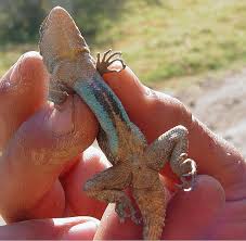 Image result for Scepocarpus