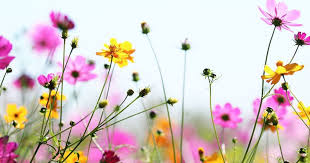 Check out our huge range of british native wildflower seeds with single species or mixes, exclusively available from john chambers. Request A Free Wildflower Seed Packet Help Save The Bees Hip2save