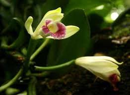 Image result for Vanilla polylepis