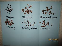 Over the years i've germinated hundreds of plants, and my process is the simplest and most effective. Free Milkweed Seeds Program Milkweed 4 Monarchs