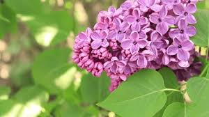 Image result for x Ruttyruspolia 'Phyllis van Heerden'